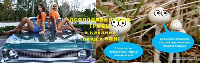 Псилоцибиновые грибы Psilocybine cubensis Ртищево